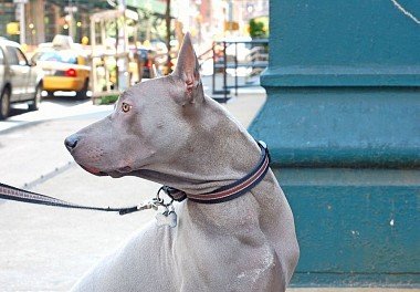 Thai Ridgeback