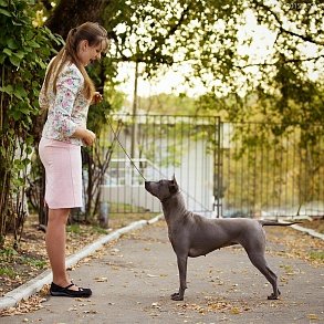 Thai Ridgeback