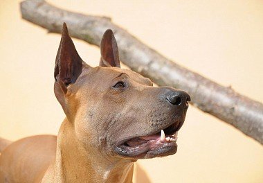 Thai Ridgeback