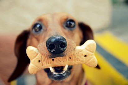 Dachshund got a yummy treat