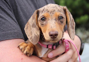 Dachshund