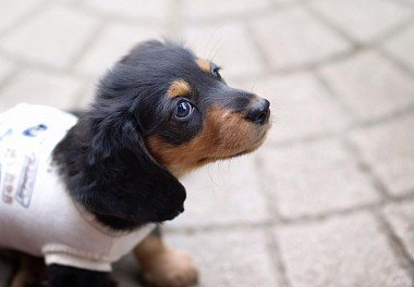 Dachshund