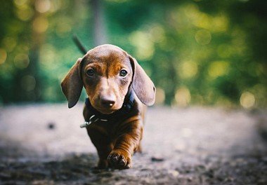 Dachshund