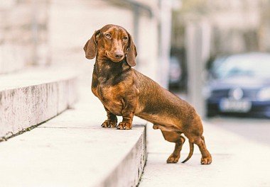 Standard Dachshund