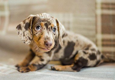 Dachshund