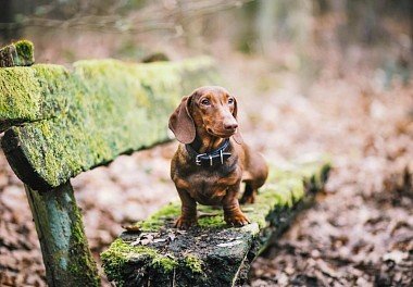 Dachshund