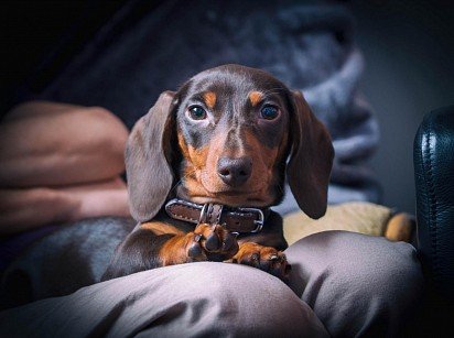 Dachshund puppy