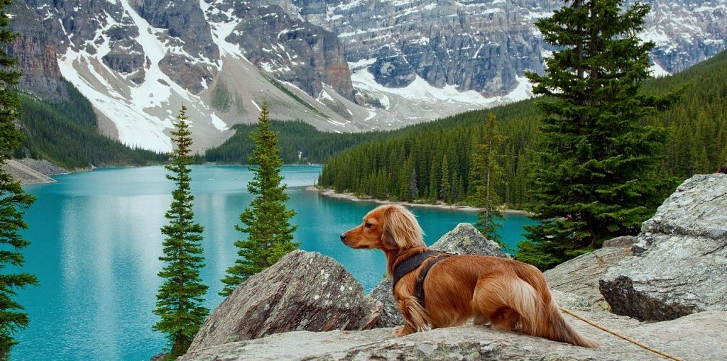 Long-haired dachshund