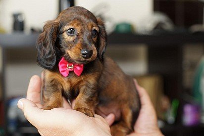 Rabbit Dachshund Puppy