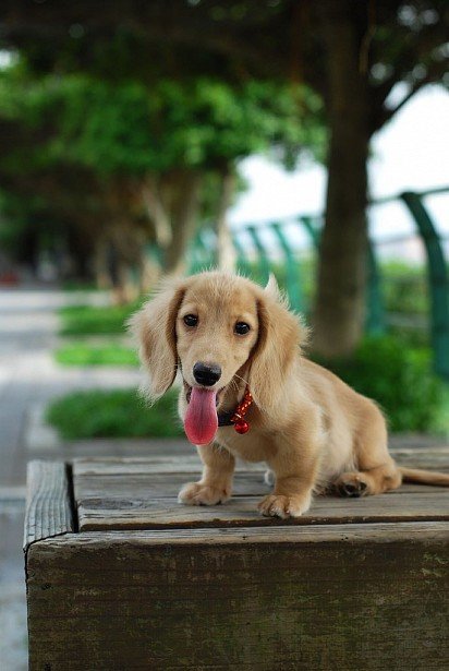 Adorable dachshund puppy