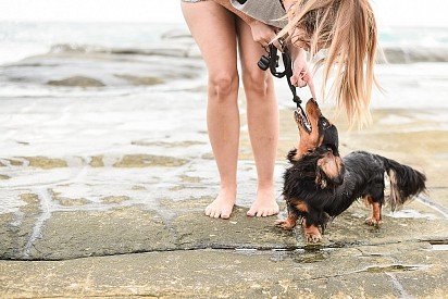 Dachshund with his favorite owner