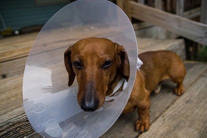 Dachshund wearing a protective collar