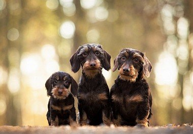 Hard-haired Dachshunds