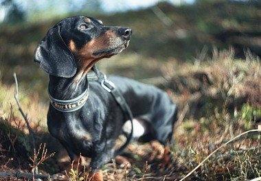 Dachshund