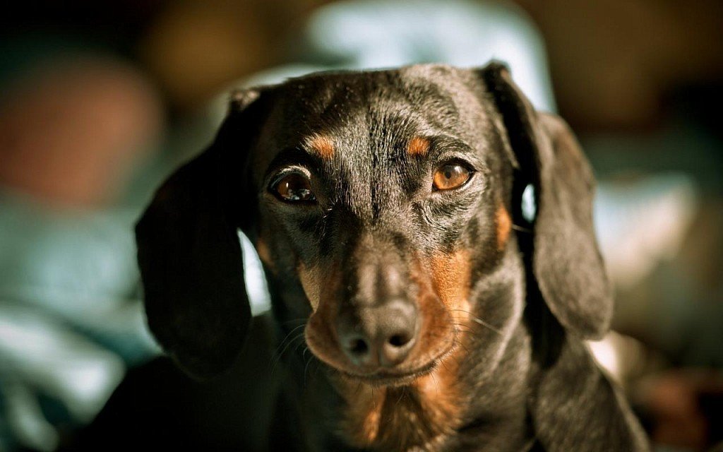 Dachshund muzzle