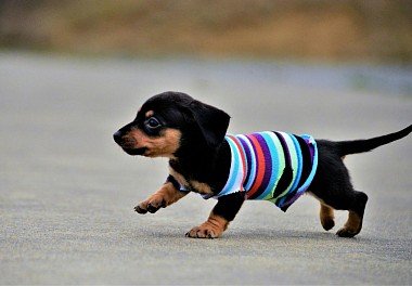 Dachshund