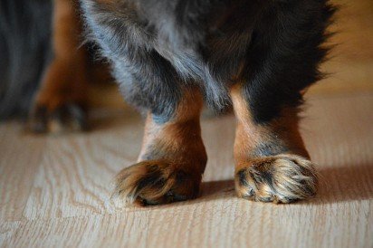 Dachshund paws