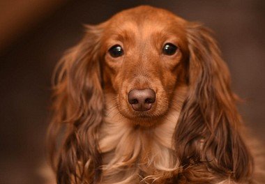 Dachshund