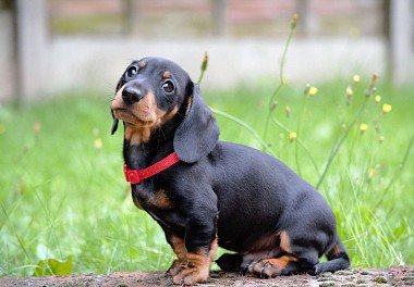 Dachshund