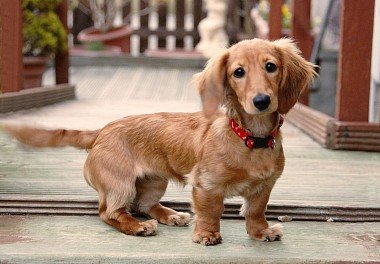 Dachshund