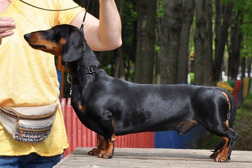 Smooth-haired dachshund in profile