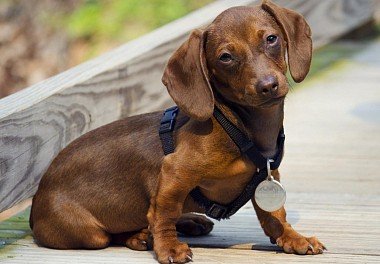 Dachshund