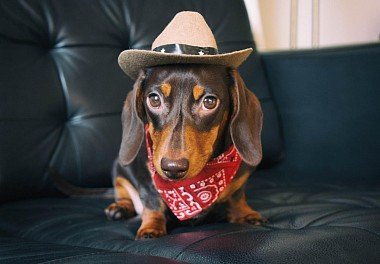 Rabbit Dachshund