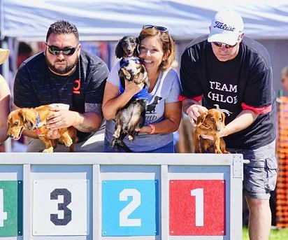 Dachshunds at dog show