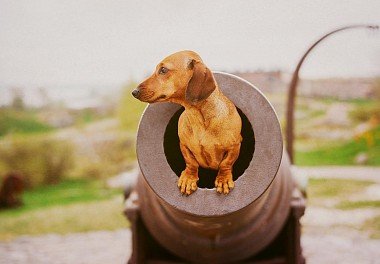 Dachshund