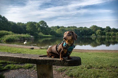 Rabbit Dachshund