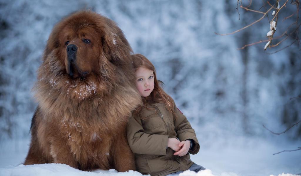 Tibetan Mastiff