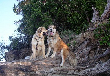 Tibetan Mastiff