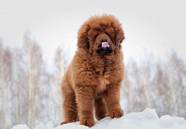 Tibetan Mastiff Puppies