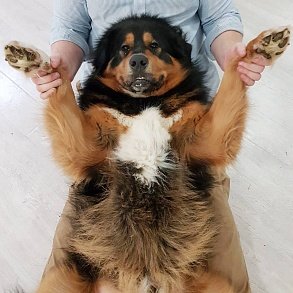 Tibetan Mastiff