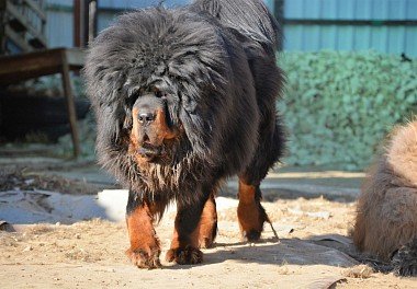 Tibetan Mastiff