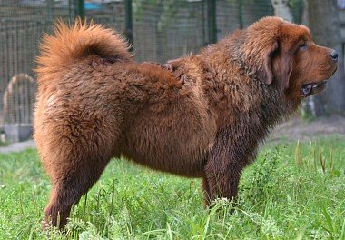 Tibetan Mastiff