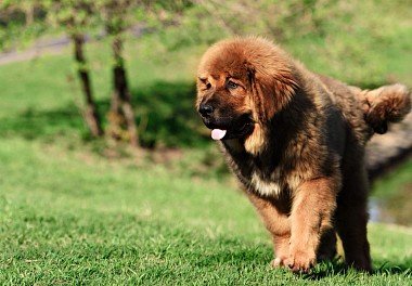 Tibetan Mastiff