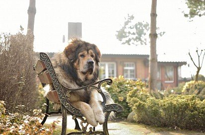 Tibetan Mastiff laid down to rest and took up the whole bench