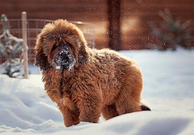 Tibetan Mastiff