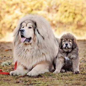 Tibetan Mastiff