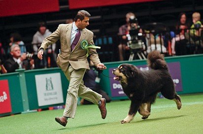 Tibetan Mastiff puppy on display