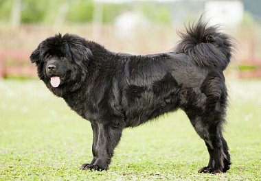 Tibetan Mastiff