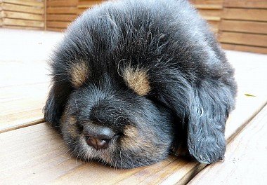 Tibetan Mastiff