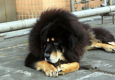 Tibetan Mastiff