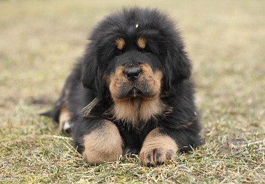 Tibetan Mastiff