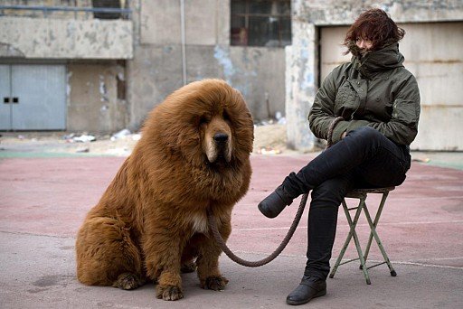 Tibetan Mastiff Puppy