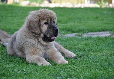 Tibetan Mastiff