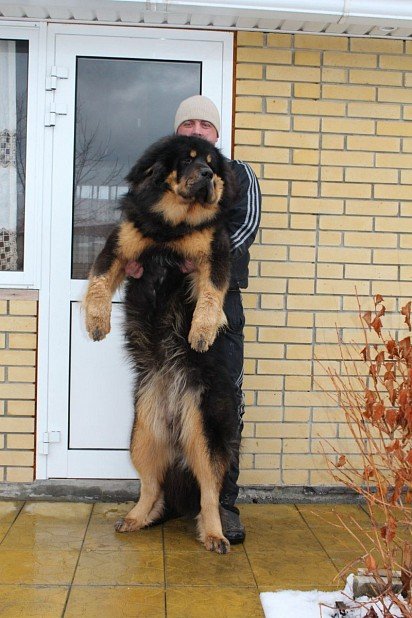 Adult Tibetan Mastiff next to a human