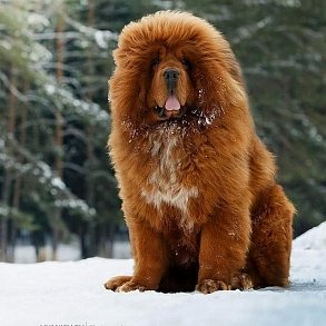 Tibetan Mastiff