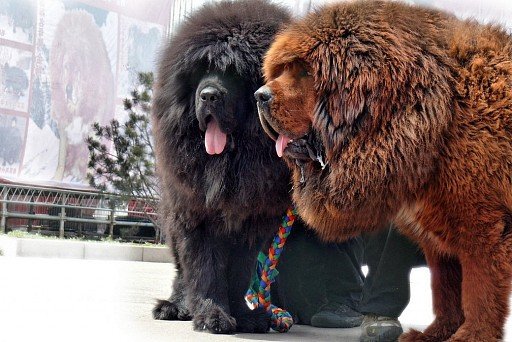 Tibetan Mastiff